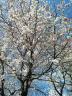 綾瀬市で桜が咲く