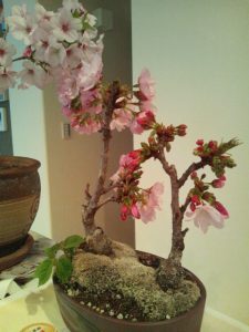 綾瀬市ユーノ動物病院に咲く桜