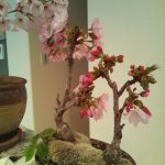 綾瀬市ユーノ動物病院に咲く桜